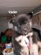 Shepherd Husky Puppies for sale in Rose, NY 14433, USA. price: $800