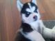 Shepherd Husky Puppies for sale in New York, NY 10013, USA. price: NA
