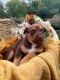 Shepherd Husky Puppies for sale in Ontario, CA, USA. price: NA