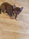 Shepherd Husky Puppies for sale in Midland, MI, USA. price: NA