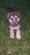 Shepherd Husky Puppies for sale in Mesquite, TX, USA. price: $300