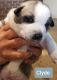 Shepherd Husky Puppies for sale in Uniontown, PA 15401, USA. price: $1,500