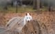 Shepherd Husky Puppies for sale in Monsey, NY 10952, USA. price: NA