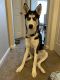 Shepherd Husky Puppies for sale in Aspen Hill, MD, USA. price: $1