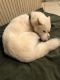 Shepherd Husky Puppies for sale in Tuscaloosa, AL, USA. price: NA