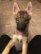 Shepherd Husky Puppies for sale in Brookhaven, NY 11719, USA. price: NA