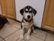 Shepherd Husky Puppies for sale in Sunbury, OH 43074, USA. price: $300