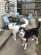 Shepherd Husky Puppies for sale in Lynn, MA, USA. price: $400
