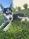 Shepherd Husky Puppies for sale in Exton, PA 19341, USA. price: $1,500