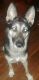 Shepherd Husky Puppies for sale in Atlanta, GA, USA. price: $100
