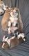 Shepherd Husky Puppies for sale in Marion, OH 43302, USA. price: NA