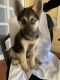 Shepherd Husky Puppies for sale in Sonoma County, CA, USA. price: NA