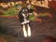 Shepherd Husky Puppies for sale in Midland, TX, USA. price: NA