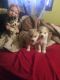 Shepherd Husky Puppies for sale in Grand Rapids, MI, USA. price: NA