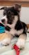 Shepherd Husky Puppies for sale in Clay, NY, USA. price: $2,000
