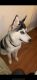 Shepherd Husky Puppies for sale in Portland, OR 97267, USA. price: NA