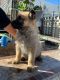 Shepherd Husky Puppies for sale in Bakersfield, CA, USA. price: NA
