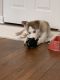 Shepherd Husky Puppies for sale in Columbus, OH, USA. price: NA