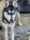 Shepherd Husky Puppies for sale in Springdale, MD 20774, USA. price: NA