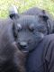 Shepherd Husky Puppies for sale in Greensboro, NC 27406, USA. price: $650