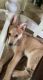 Shepherd Husky Puppies for sale in Sherman Oaks, Los Angeles, CA, USA. price: $600