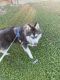 Shepherd Husky Puppies for sale in King City, CA, USA. price: NA