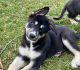 Shepherd Husky Puppies for sale in Shelbyville, KY 40065, USA. price: NA