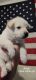 Shepherd Husky Puppies for sale in Jacksonville, NC 28546, USA. price: $1,200