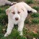 Shepherd Husky Puppies for sale in Uniontown, PA 15401, USA. price: NA