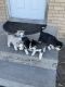 Shepherd Husky Puppies for sale in 2915 N 4100 E, Hansen, ID 83334, USA. price: $550