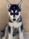Shepherd Husky Puppies for sale in Los Angeles, CA, USA. price: $250
