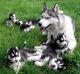 Shepherd Husky Puppies for sale in California City, CA, USA. price: NA