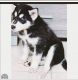 Shepherd Husky Puppies for sale in Orlando, FL, USA. price: NA