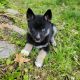 Shepherd Husky Puppies for sale in Hamden, CT, USA. price: $950