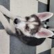 Shepherd Husky Puppies for sale in Hamden, CT, USA. price: $950