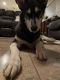 Shepherd Husky Puppies for sale in 38608 N Armadillo Dr, Queen Creek, AZ 85140, USA. price: NA