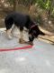 Shepherd Husky Puppies for sale in City of Industry, CA 91744, USA. price: $650