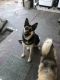 Shepherd Husky Puppies for sale in Downey, CA, USA. price: NA