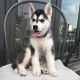 Shepherd Husky Puppies for sale in 53 Eldred St, Lexington, MA 02420, USA. price: NA