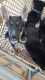 Shepherd Husky Puppies for sale in Seattle, WA 98188, USA. price: NA