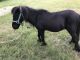 Shetland Horses