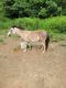 Shetland Horses for sale in Mt Airy, NC 27030, USA. price: $400