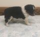 Shetland Sheepdog Puppies for sale in El Paso, TX 79934, USA. price: $500