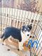 Shetland Sheepdog Puppies for sale in Odessa, TX, USA. price: $800