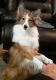 Shetland Sheepdog Puppies for sale in Pebble Rd, Nevada 89161, USA. price: NA