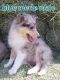 Shetland Sheepdog Puppies for sale in Tonopah, AZ 85354, USA. price: $1,500