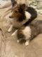 Shetland Sheepdog Puppies for sale in Fort Smith, AR, USA. price: $1,100