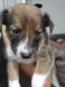 Shetland Sheepdog Puppies for sale in Sunrise, FL, USA. price: $450