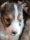 Shetland Sheepdog Puppies for sale in Gainesboro, VA 22603, USA. price: NA