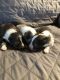 Shetland Sheepdog Puppies for sale in Windber, PA 15963, USA. price: NA